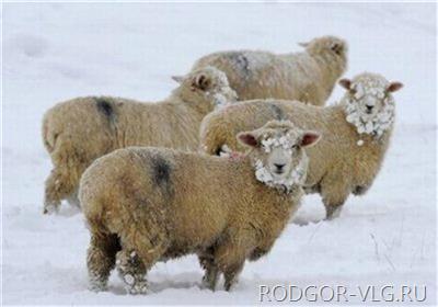 В Волгоградской области ищут пастуха со стадом в 300 голов