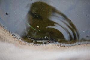 Более 192 тысяч мальков осетровых выпущены в Волгу