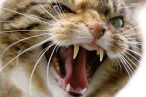 В Волгограде агрессивный уличный кот напал на жильцов квартиры