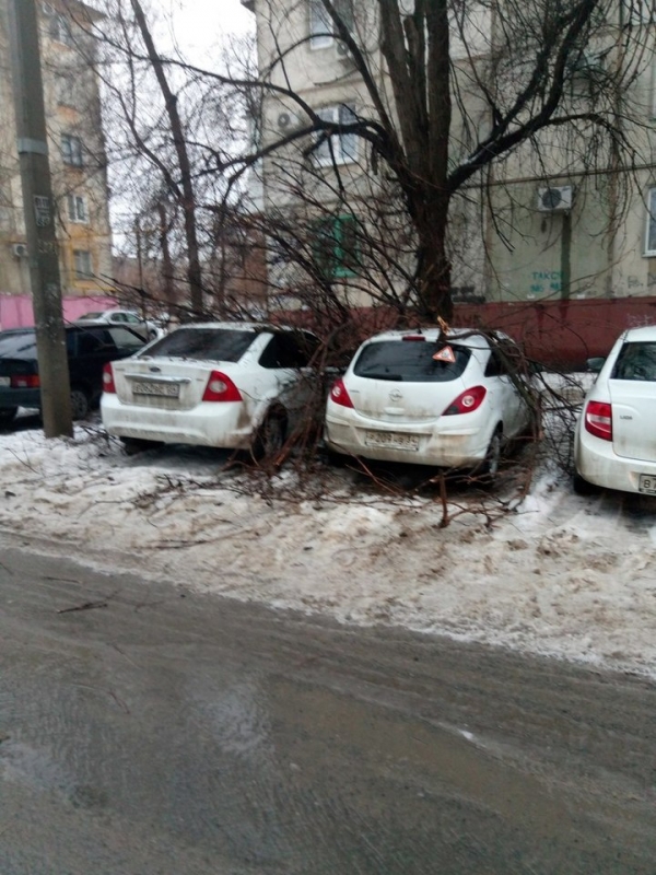 В Волгограде две иномарки пострадали от падения сухого дерева