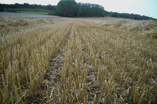 В поле под Волгоградом обнаружены останки женщины
