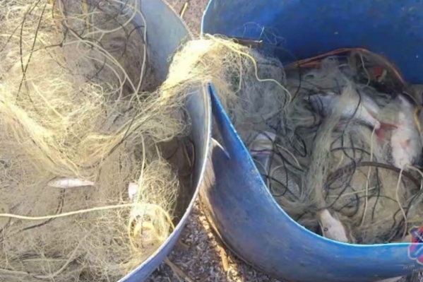 В Волгоградской области поймали группу браконьеров со 100 килограммами рыбы
