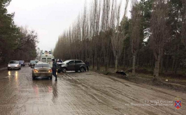 В Михайловке автоледи на SsangYoung влетела в дерево: подросток и женщина в больнице