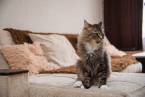 Игра с кошкой закончилась для юной россиянки смертью
