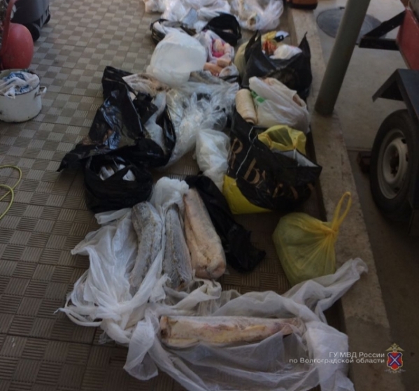 Около 103 килограммов рыбы запрещенных пород обнаружили в доме волгоградца