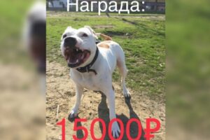 Волгоградка объявила крупную награду за пропавшую бойцовскую собаку