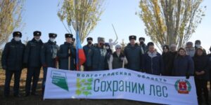 На Мамаевом кургане высадили 50 саженцев крымской сосны