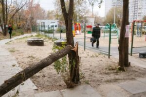 Волгоградский ветер: рухнувшее дерево перегородило дорогу к Волге