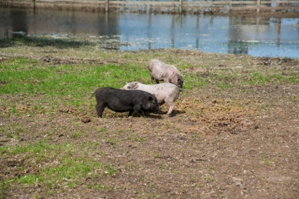 В Волгограде вальяжно разгуливает черный кабан