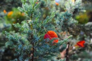 Синоптики обещают в Волгоградской области морозную погоду  -14ºС