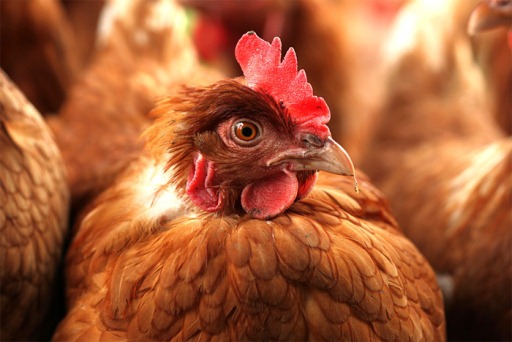 36 куриц украл селянин у соседки под Волгоградом