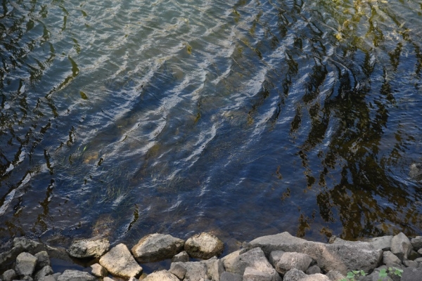 Подкачка воды позволит обводнить ерики Волго-Ахтубинской поймы