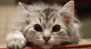 49-летняя жительница Краснооктябрьского района выбросила кота из окна