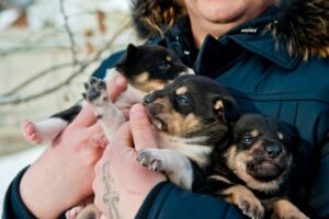 Трех щенков в Волгограде выбросили на улицу в сумке