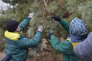 Свыше 900 килограммов шишек сосны собрали в Волгоградской области
