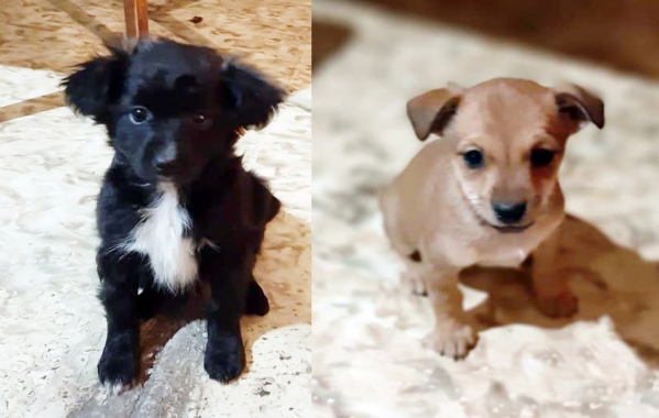 Обездоленные собаки ждут любящих хозяев в Волгограде