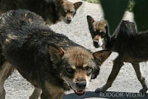 Под Волгоградом пенсионерку загрызла стая бродячих собак