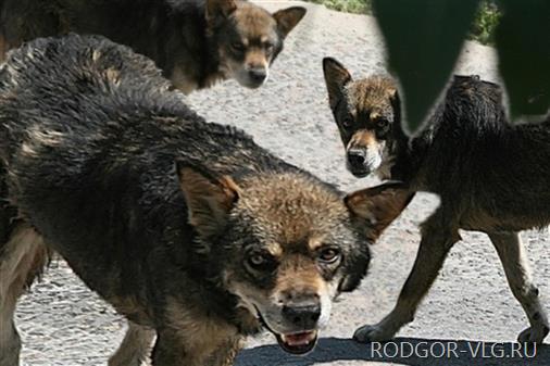 Под Волгоградом пенсионерку загрызла стая бродячих собак