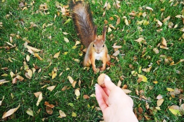 Белка, живущая в парке Волгограда, привыкла к людям