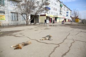 Жительница Волгограда выступила против отлова бродячих собак в городе