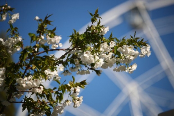 В волгоградском ЦПКиО началось цветение сакуры