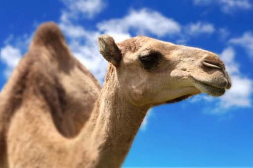 Под Волгоградом приставы вернули верблюда по кличке Патефон хозяевам