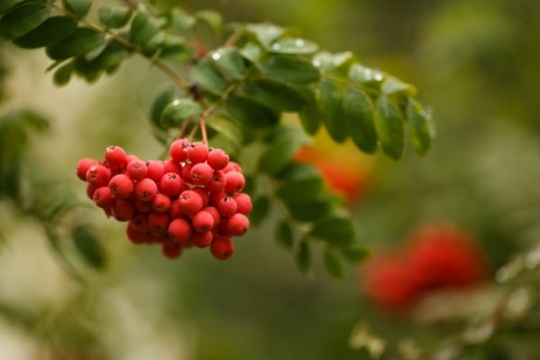 Волгоградскую область ожидает ночью мороз до -3ºС