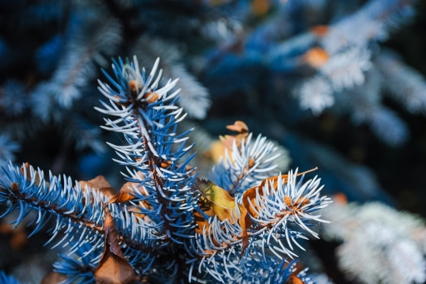 В Хеллоуин Волгоград и область ждут заморозки до -3 градусов и снег