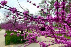 В Волгоградском Центральном парке культуры и отдыха расцвела церциса