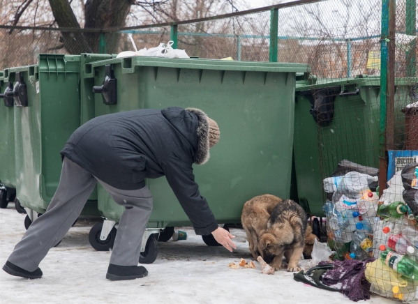 В Ерзовке массово травят собак
