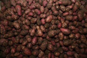 Врач-токсиколог Кутушов рассказал о вреде картошки