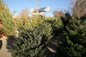 В Волгограде готовятся к открытию елочные базары