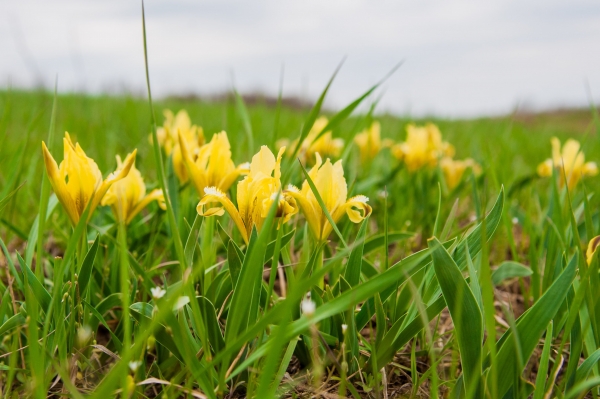 Теплая и ветреная погода ожидает волгоградцев 8 марта
