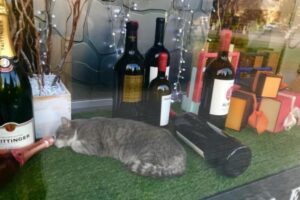 Волгоградцы умиляются коту, заснувшему в витрине винного магазина