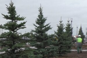 1800 хвойных деревьев высадят на проспекте Ленина в Волгограде