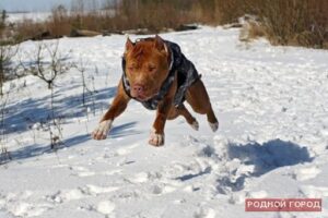 В Волгограде бойцовский бультерьер загрыз 70-летнюю домработницу