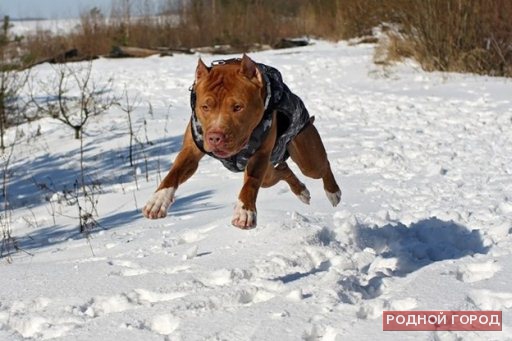 В Волгограде бойцовский бультерьер загрыз 70-летнюю домработницу