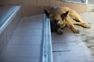 В пяти районах Волгоградской области объявили карантин по бешенству