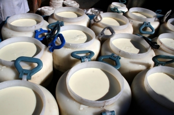 В Волгоградской области обнаружили 300 кг подозрительной сметаны