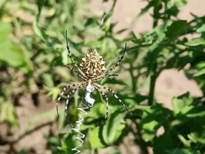 В Волгограде обнаружили большого паука с необычной паутиной