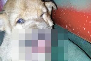 Расстрелянному в упор щенку нужна пластическая операция