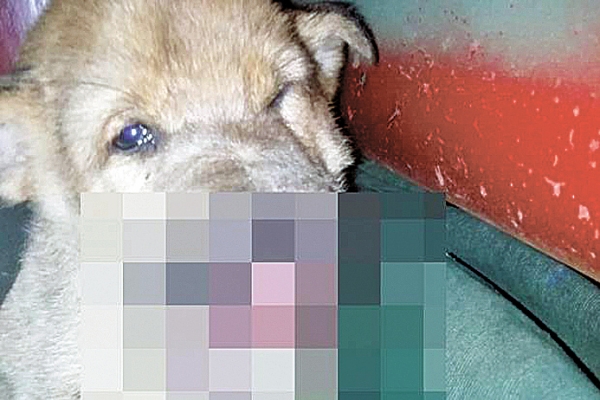 Расстрелянному в упор щенку нужна пластическая операция