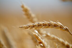 Андрей Бочаров поставил задачи по развитию АПК в Волгоградской области