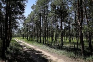 В лесах Волгоградской области могут появиться гостиницы и визит-центры