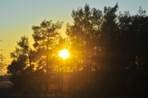 Волгоградцы не смогут посещать леса с 11 июня