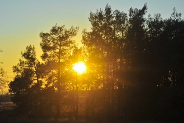 Волгоградцы не смогут посещать леса с 11 июня