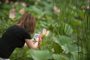 Под Волгоградом сотни туристов посещают озеро с лотосами