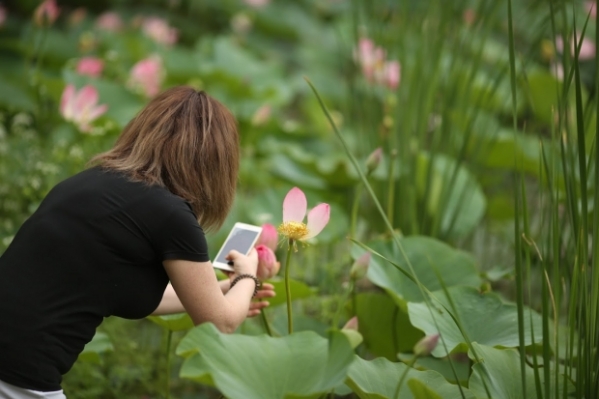 Под Волгоградом сотни туристов посещают озеро с лотосами