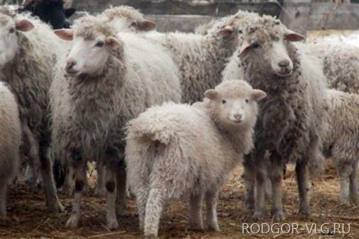 Отара из 128 овец бесследно пропала в Волгоградской области