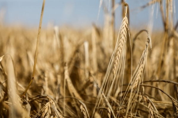 Волгоградец сядет в тюрьму за обман покупателей на 25 миллионов рублей